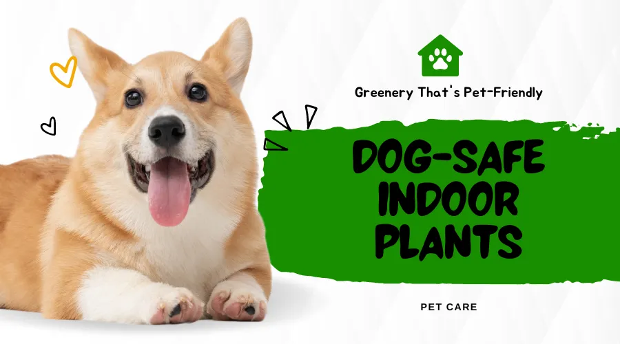 dog safe indoor plants