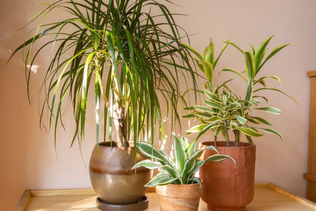 Best low maintenance indoor plants
