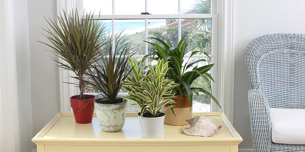 Indoor House Plants That Clean the Air
