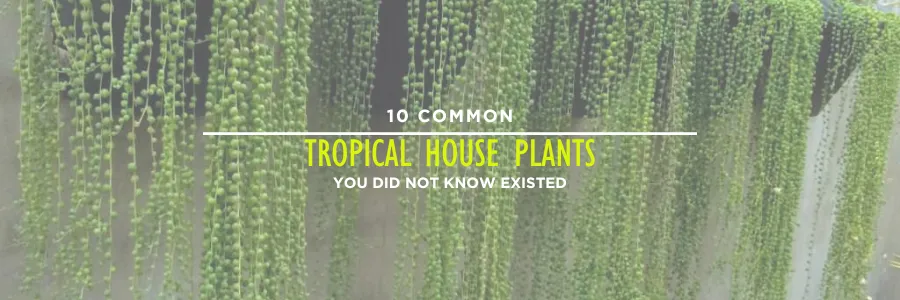Common Tropical House Plants