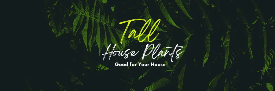 tall house plants