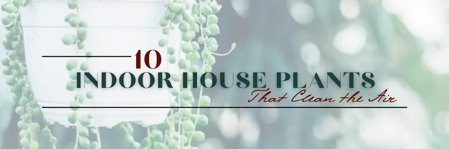 Indoor House Plants That Clean the Air