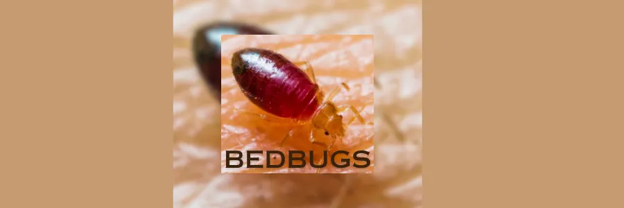 Bedbugs on Mattress