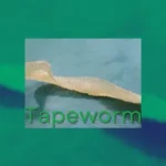 How Long Do Tapeworm Eggs Live in Carpet