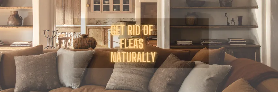 How to Get Rid of Fleas on Couch Naturally