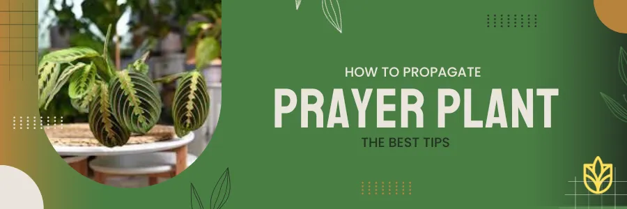 How to Propagate Prayer Plant? All Best Tips