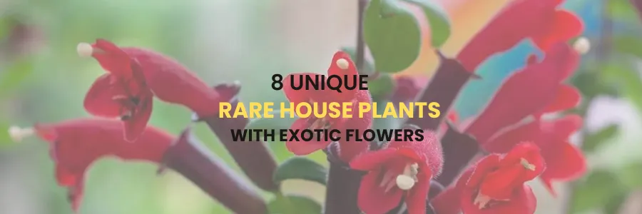 Rare House Plants