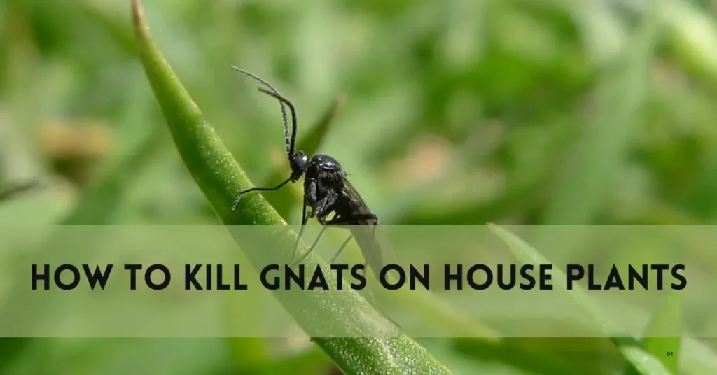 How to Kill Gnats on House Plants